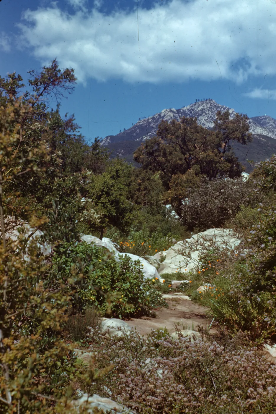 Old Ceanothus section, ridge south of the Cottage
