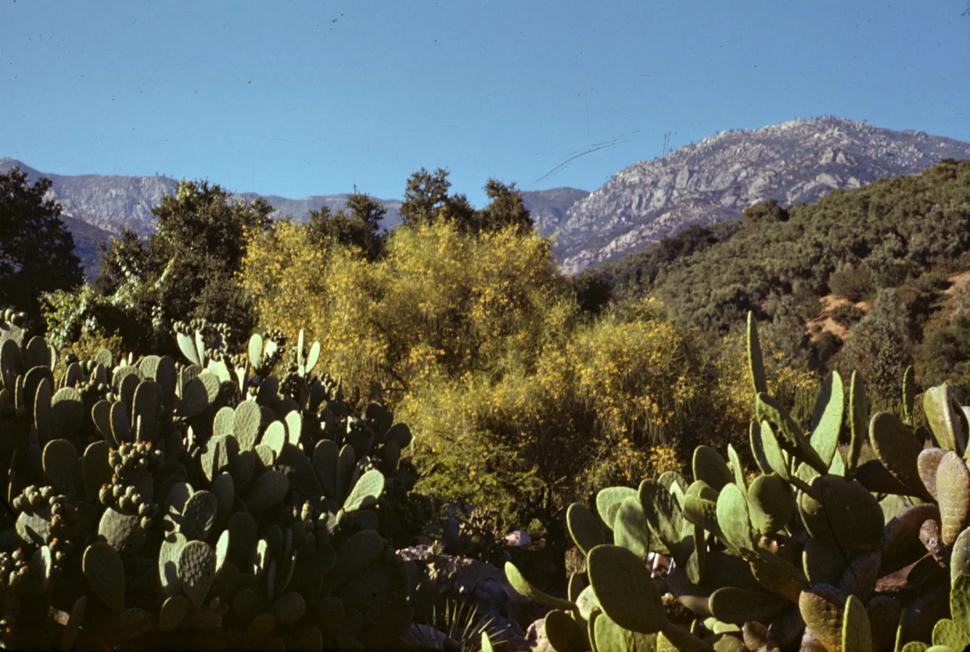 Desert section with view to the mountains
