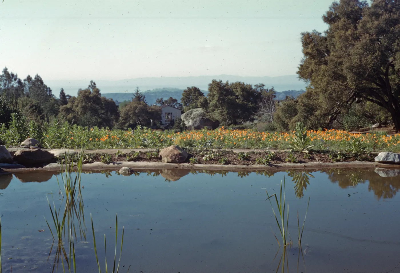 Historic lake at north end of meadow, viewing south to Santa Cruz Island