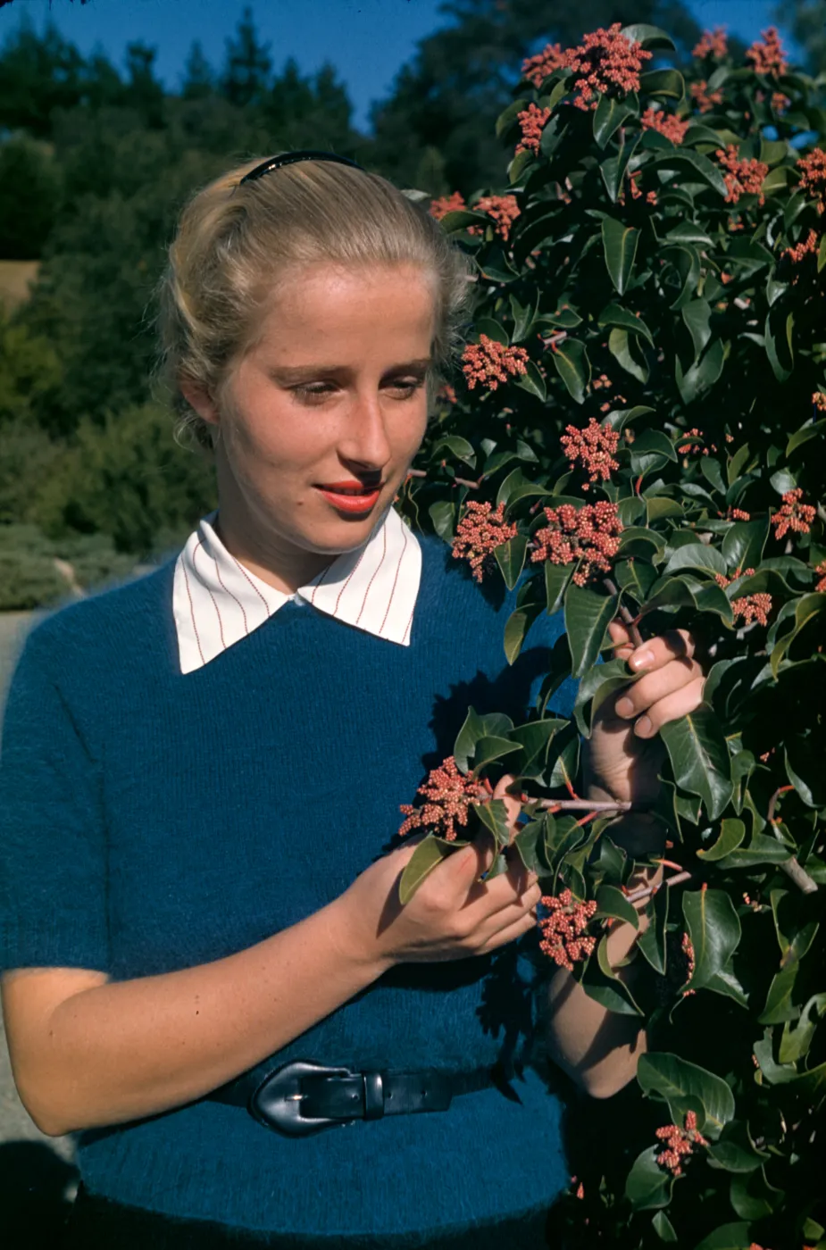 Patsy Van Rensselaer, Rhus ovata