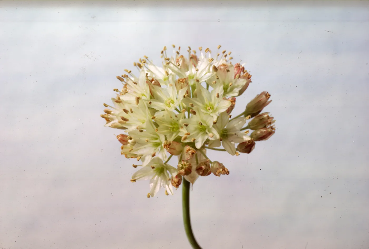 Allium howellii var clokeyi