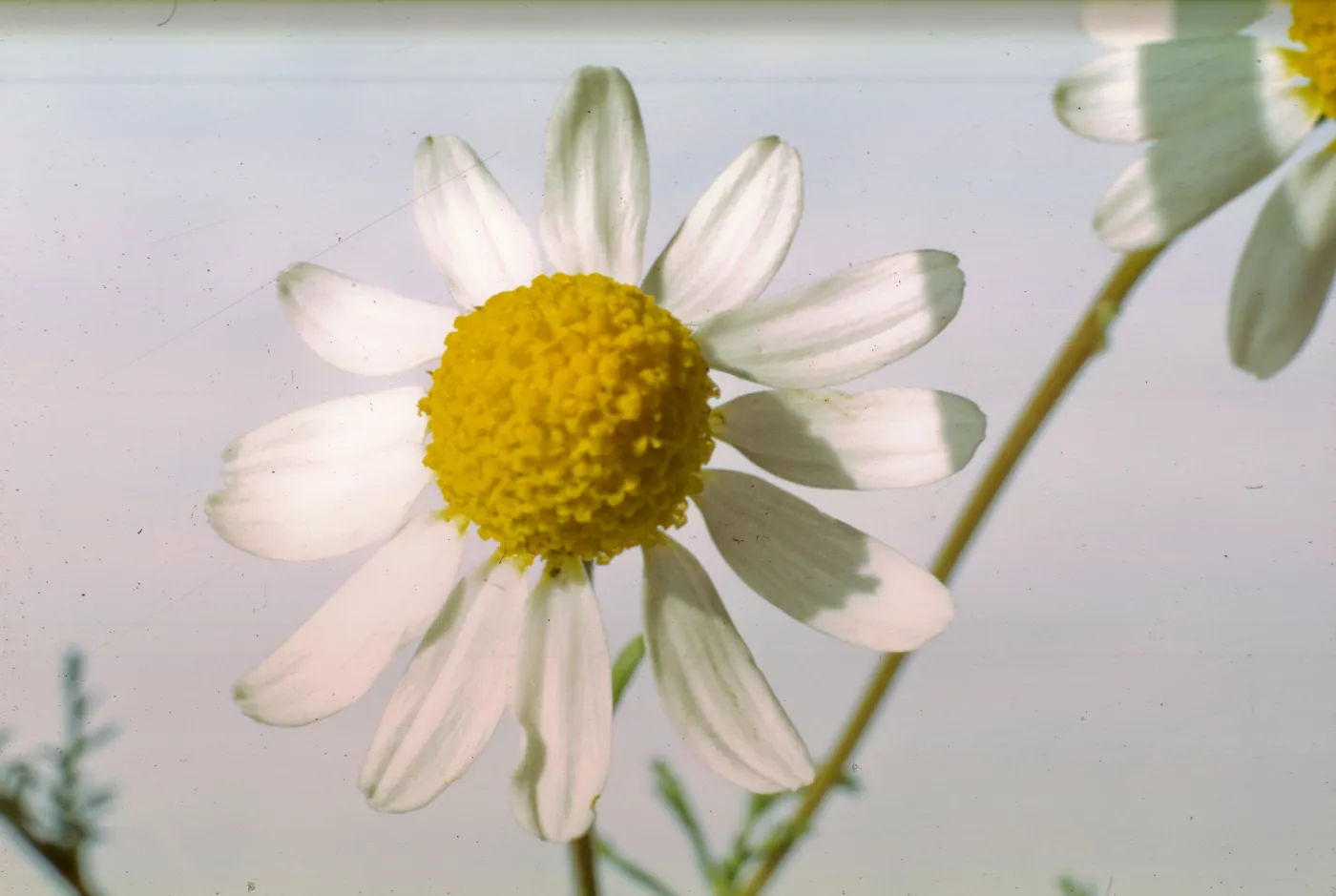 Anthemis cotula