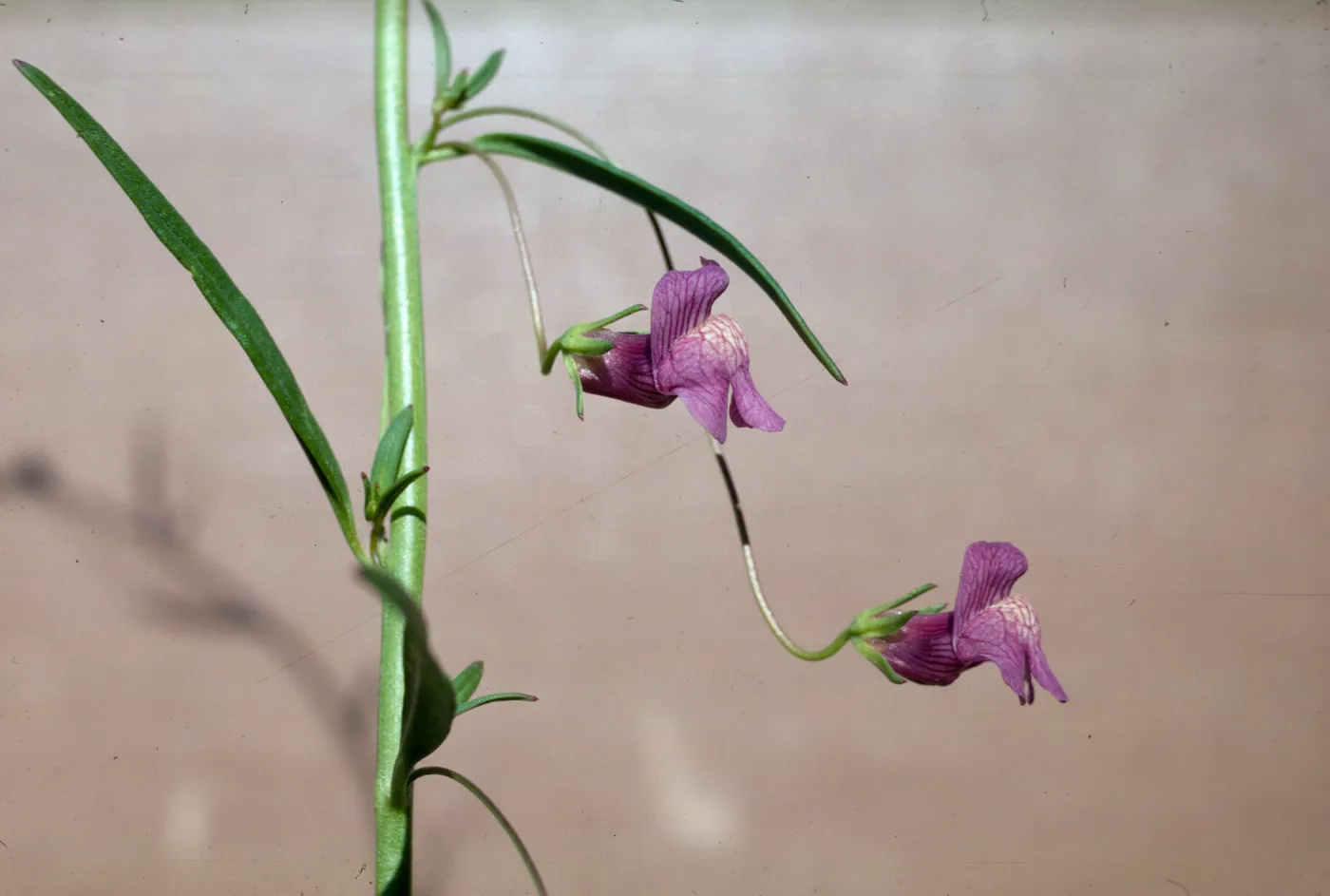 Antirrhinum kelloggii