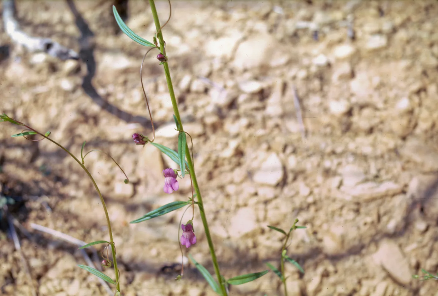 Antirrhinum kelloggii