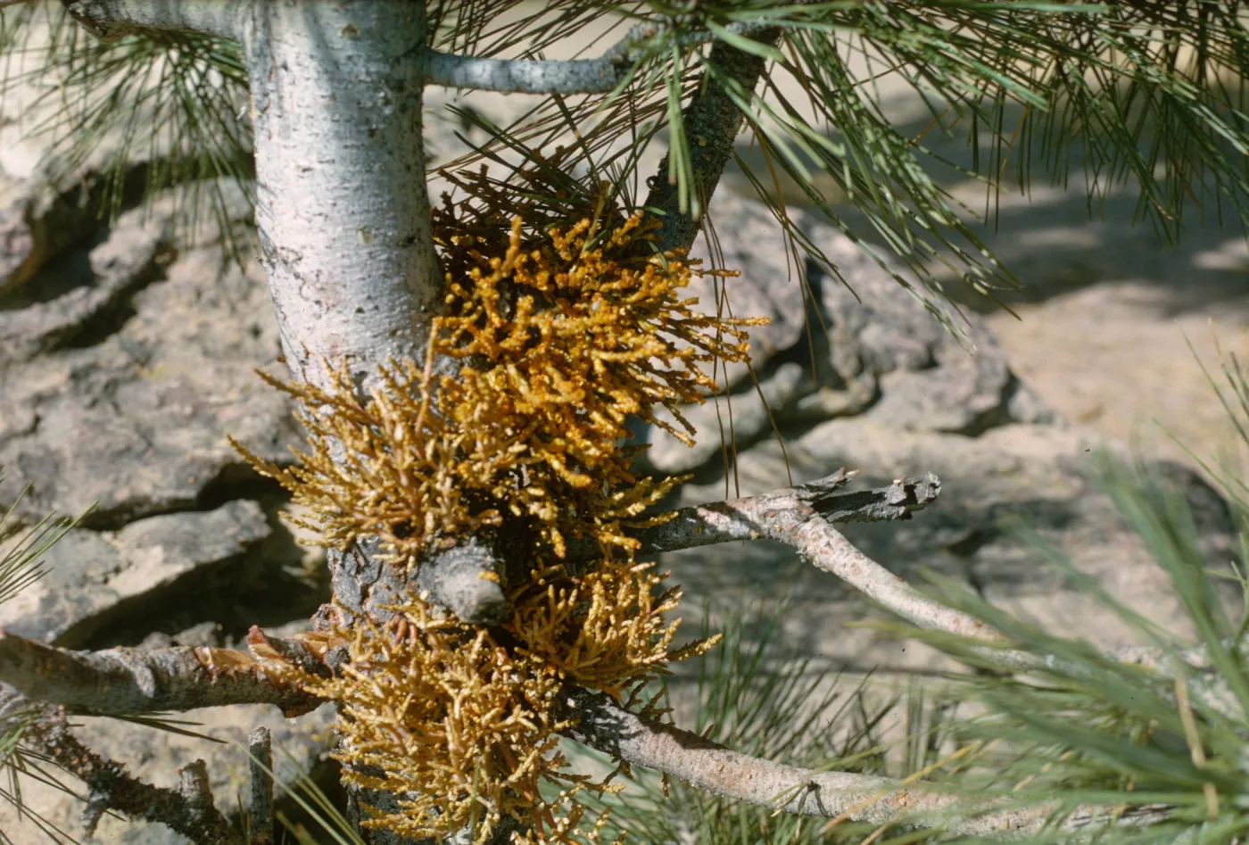 parasitic Arceuthobium campylopodum on pine