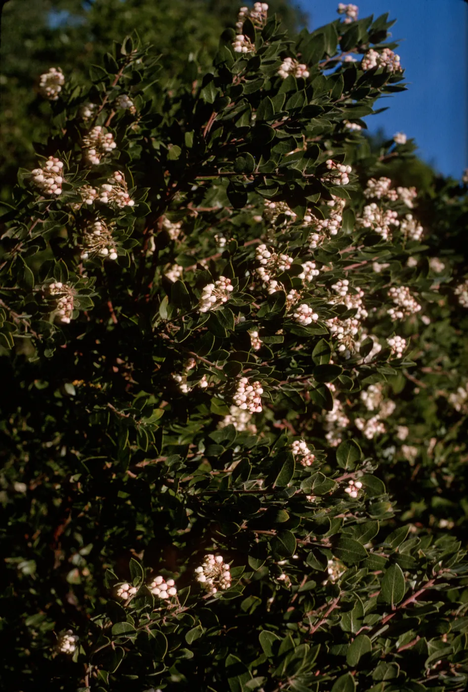 Arctostaphylos (Manzanita)