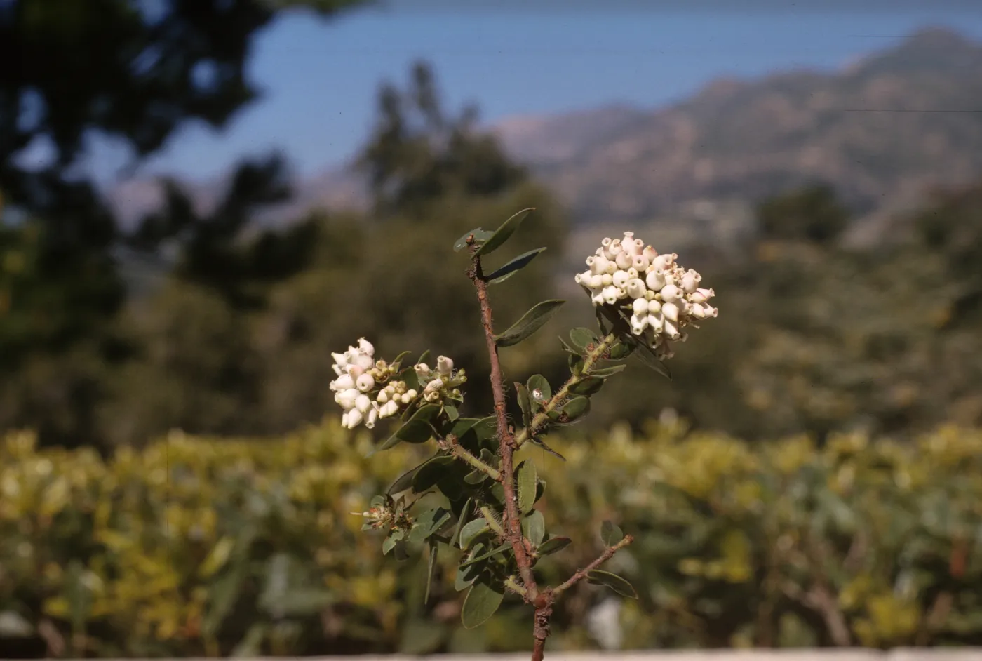 Arctostaphylos pechoensis var. viridissima