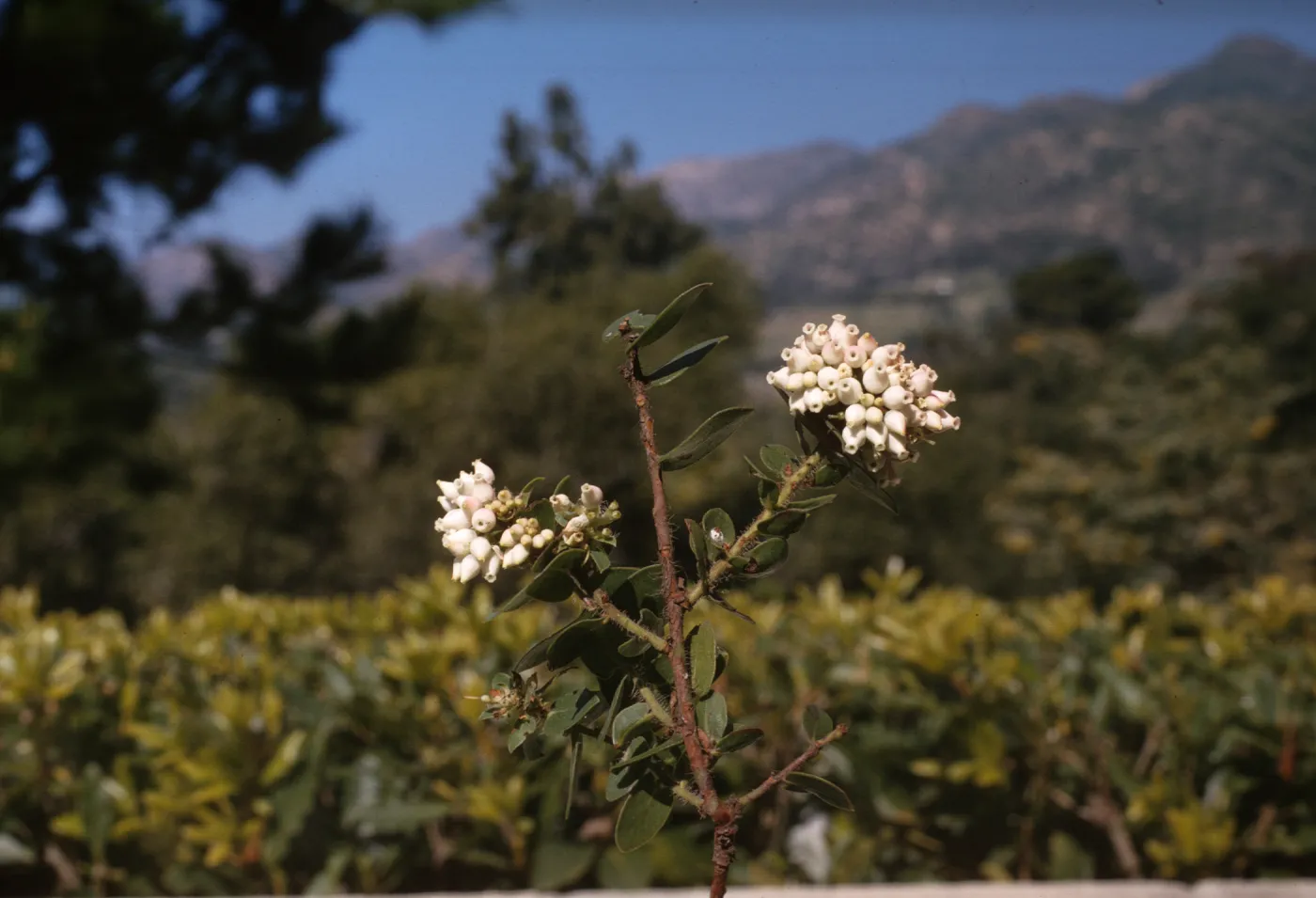 Arctostaphylos pechoensis var. viridissima