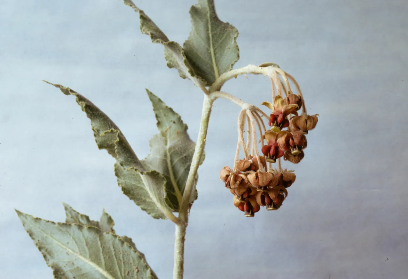 Asclepias californica 