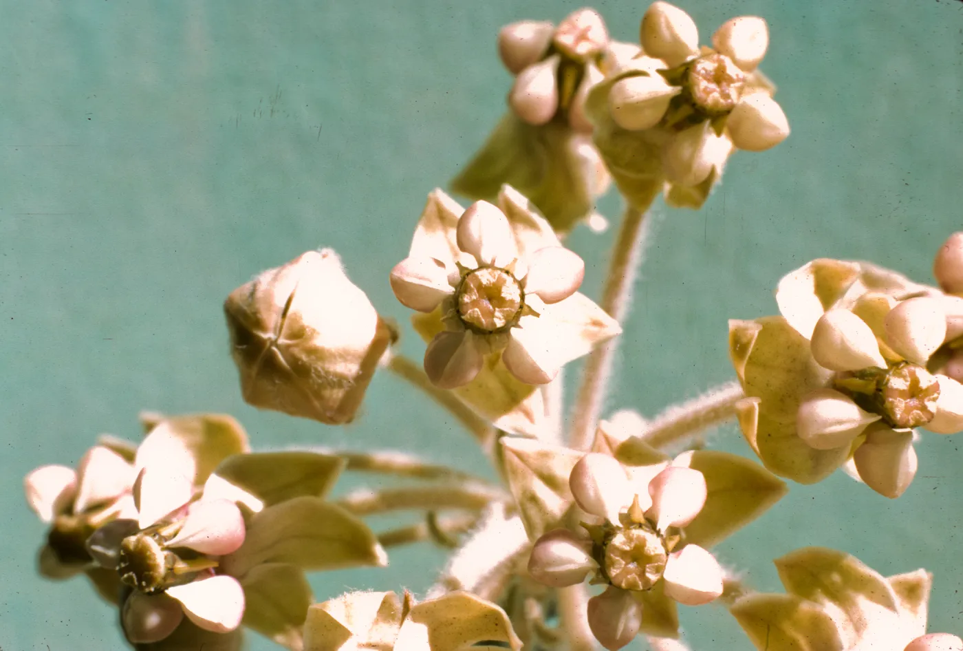Asclepias eriocarpa