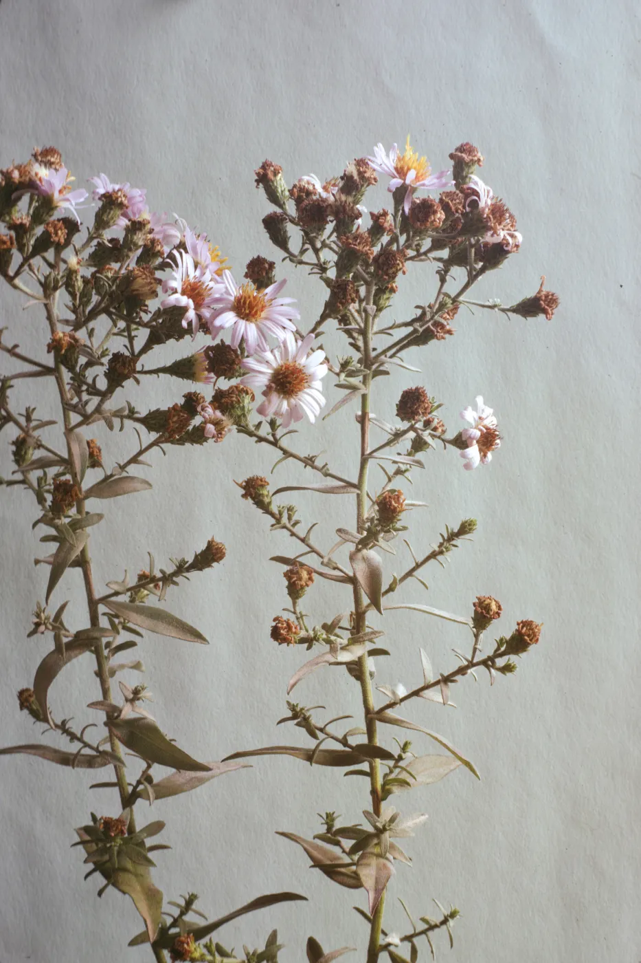 Aster chilensis