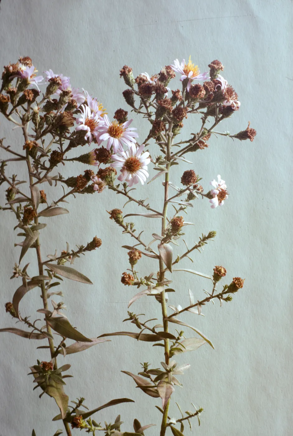 Aster chilensis