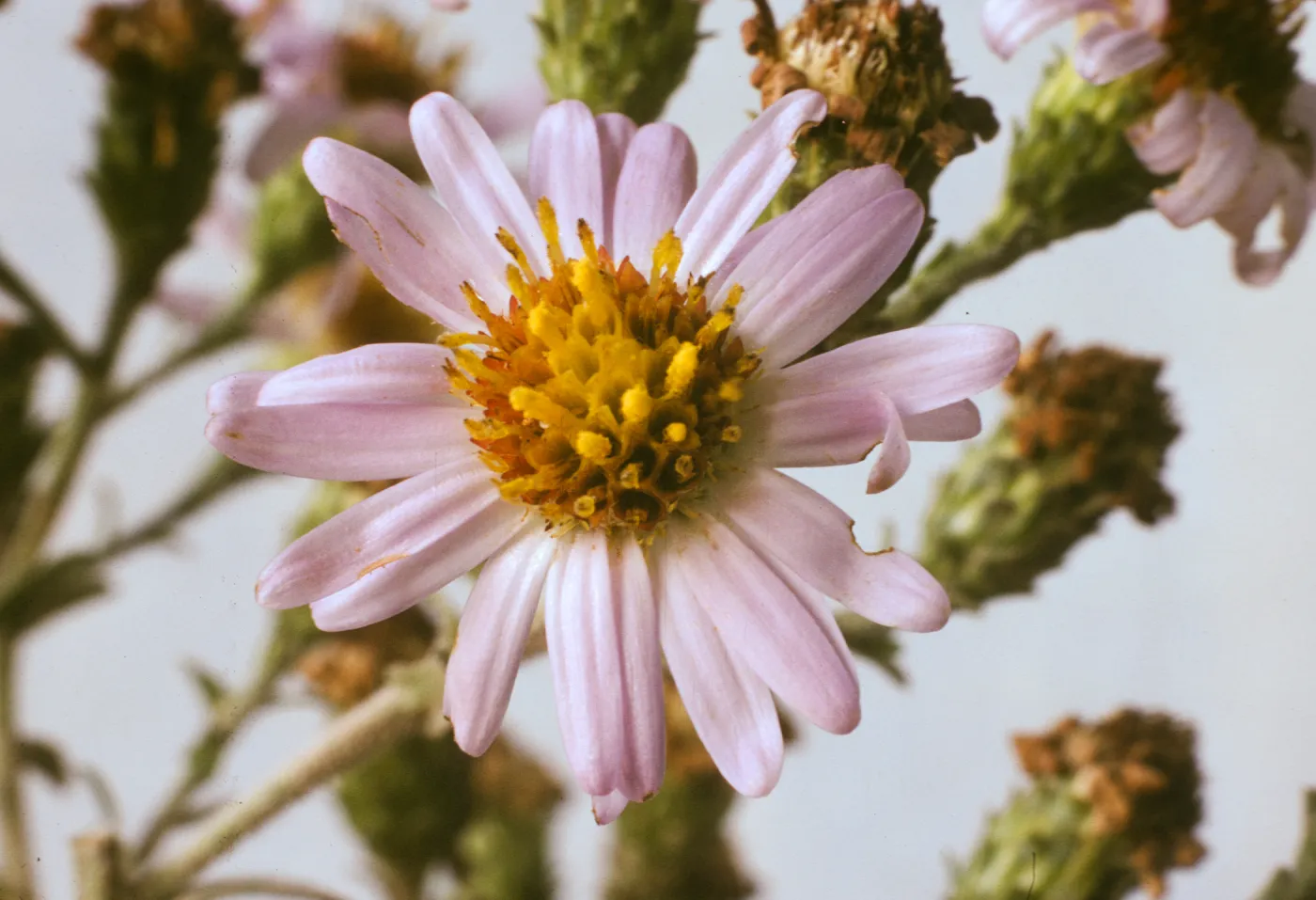 Aster chilensis