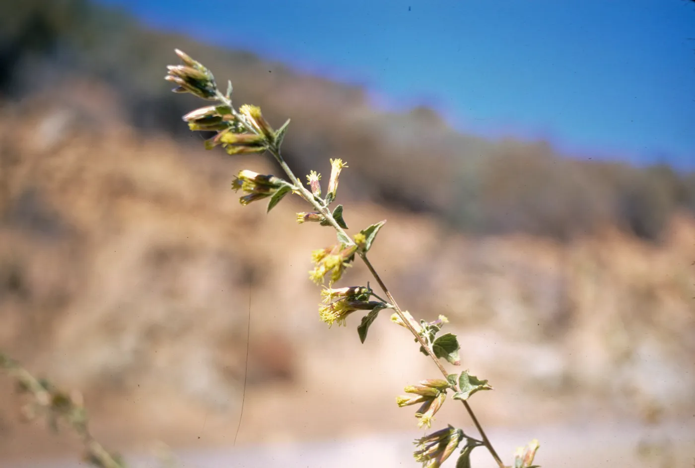 Brickellia californica 