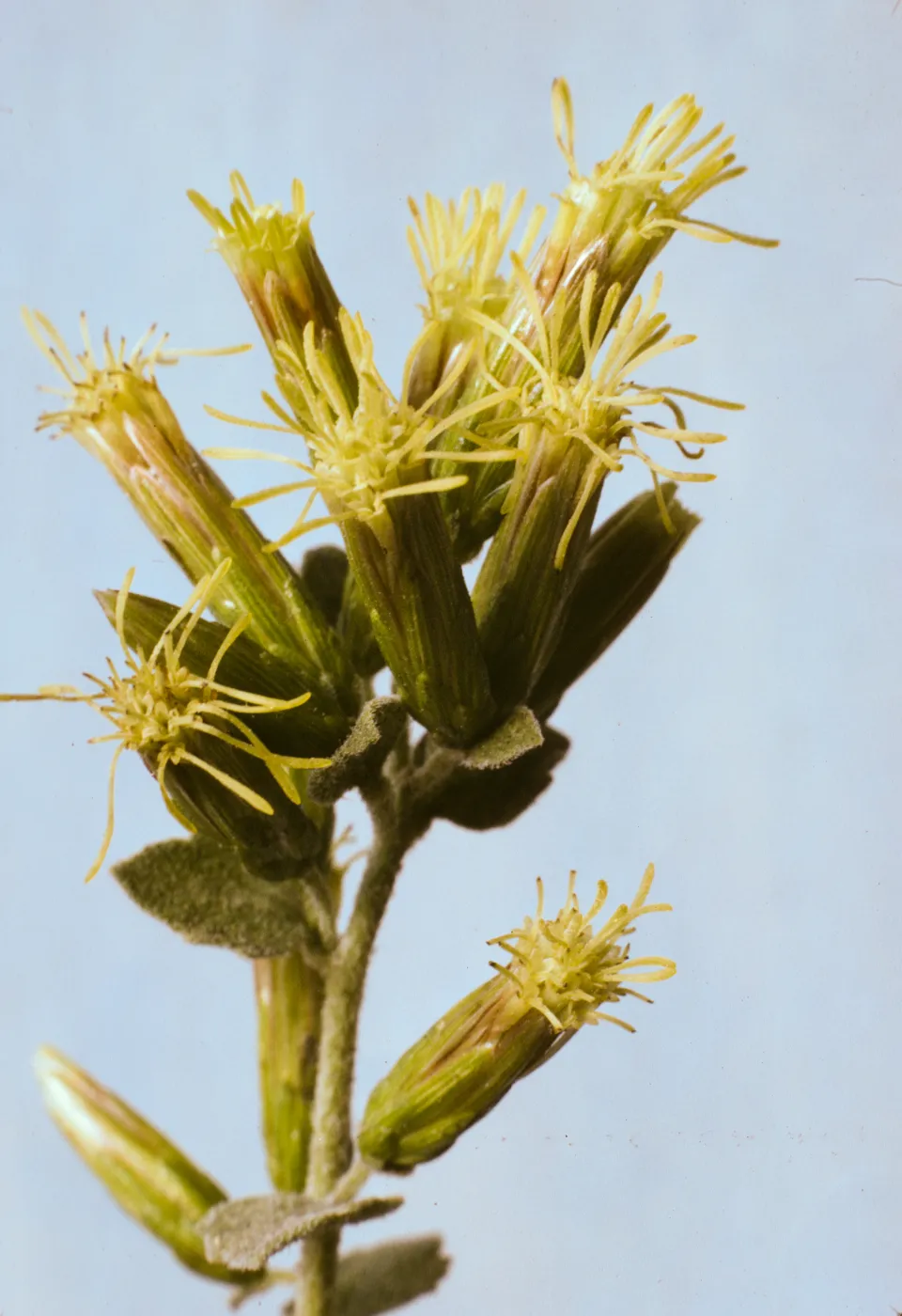 Brickellia californica 