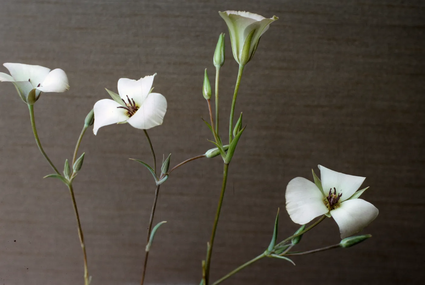 Calochortus invenustus