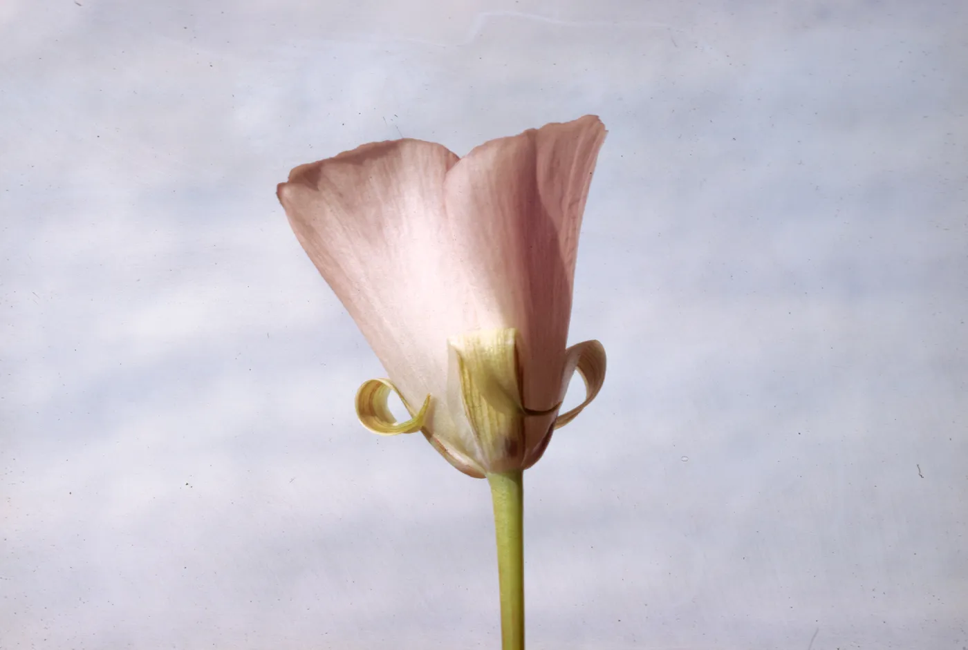 Calochortus splendens