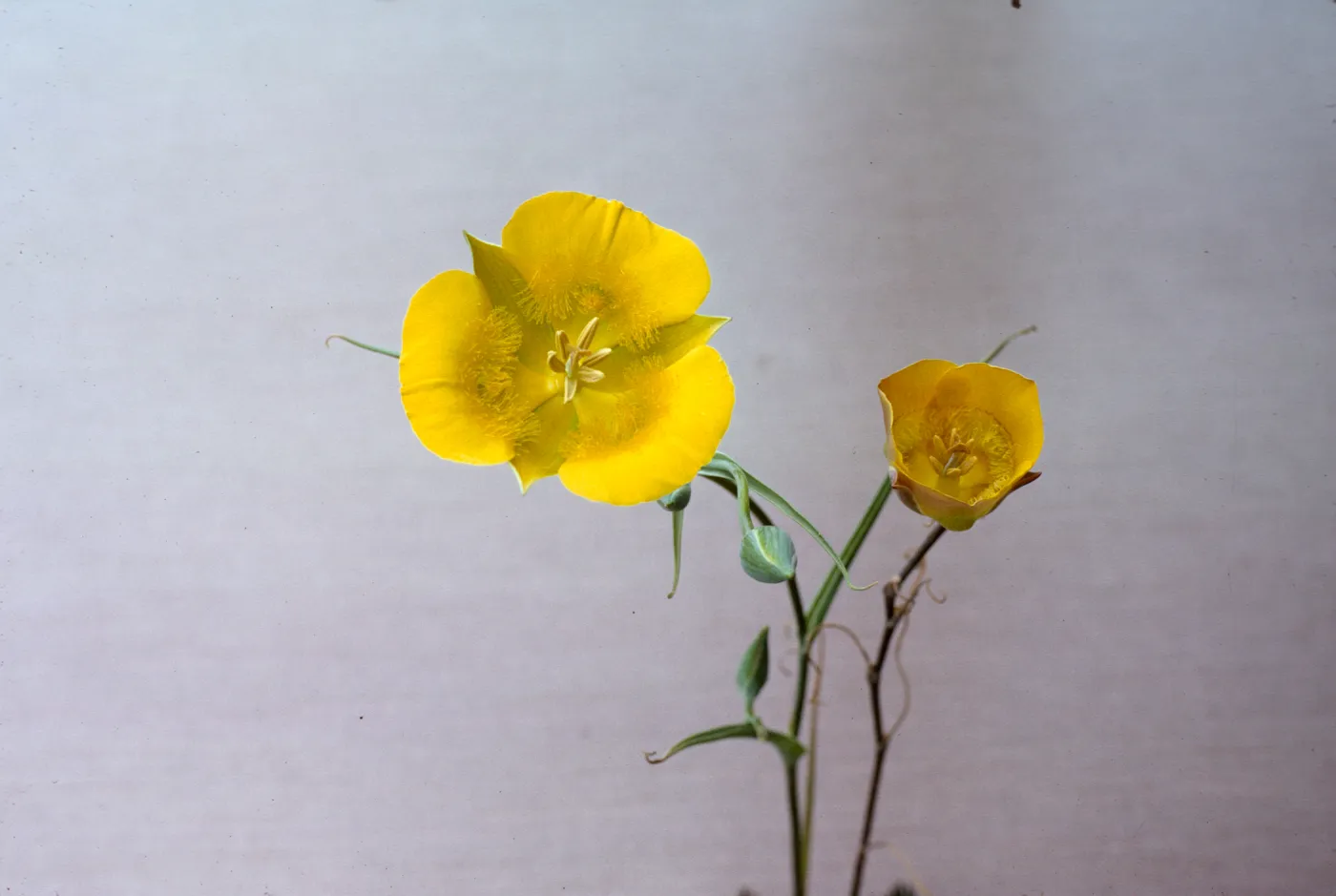 Calochortus clavatus