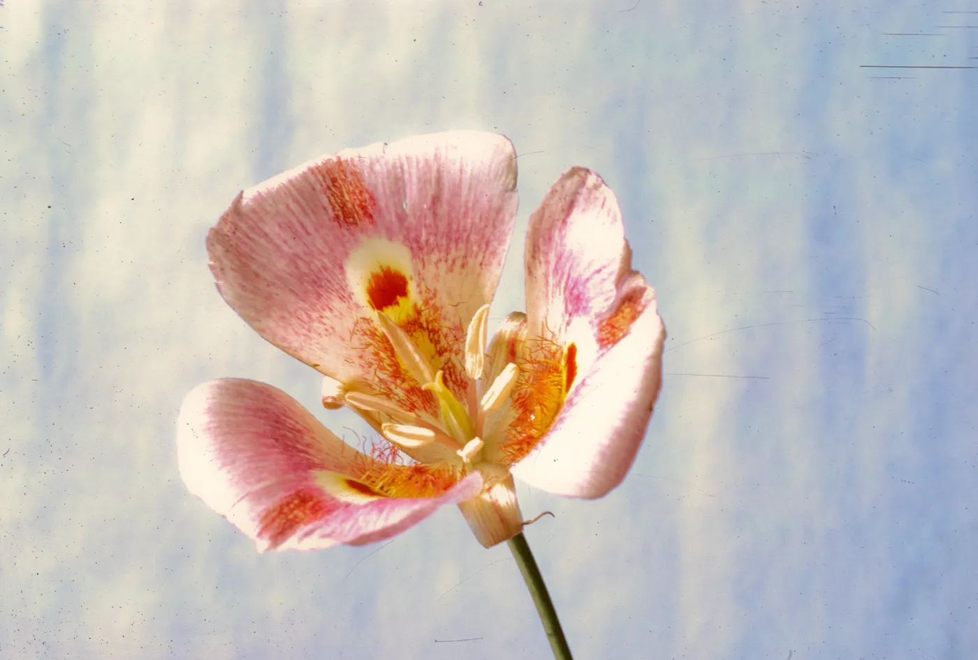Calochortus venustus