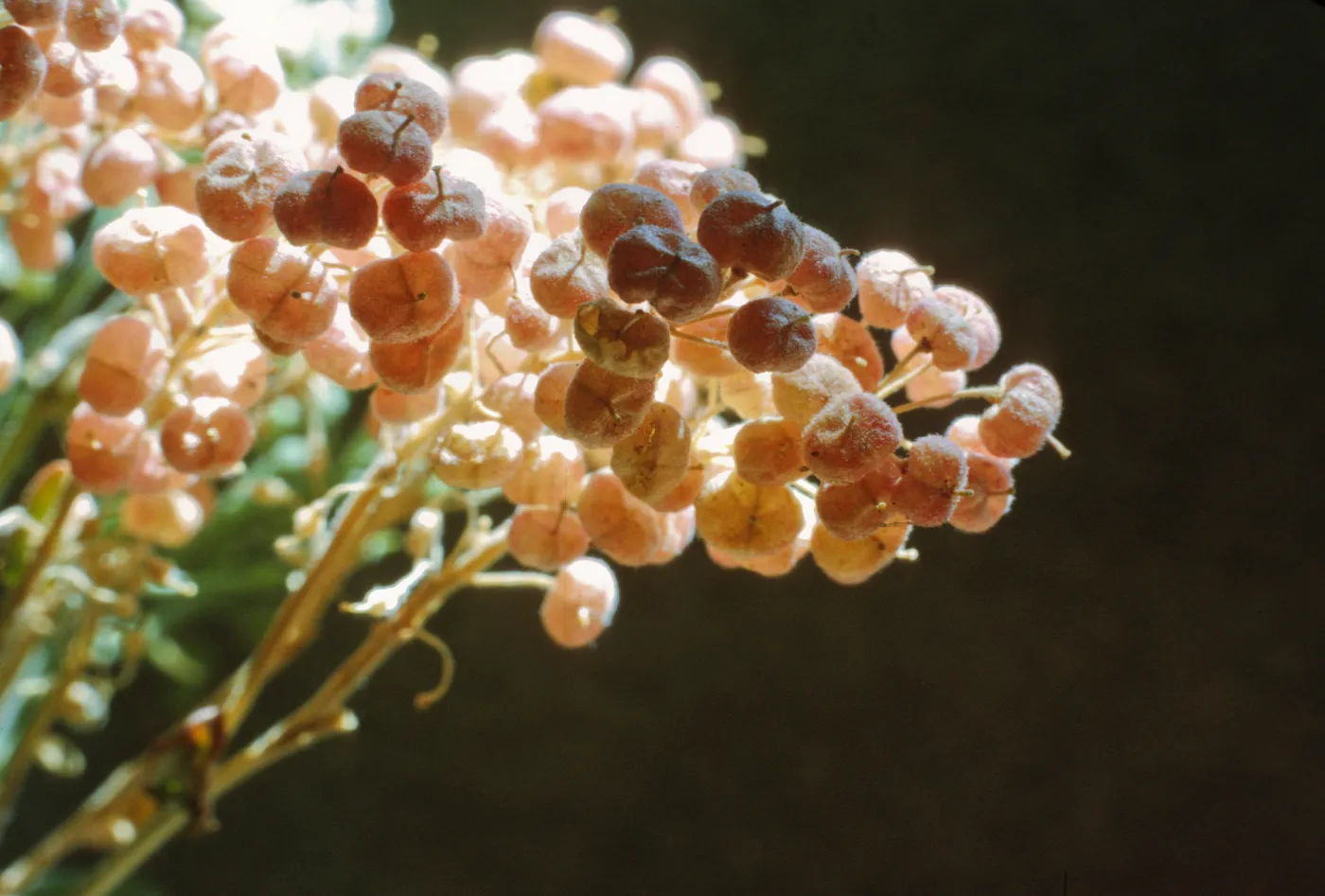 Cardaria pubescens var. elongata