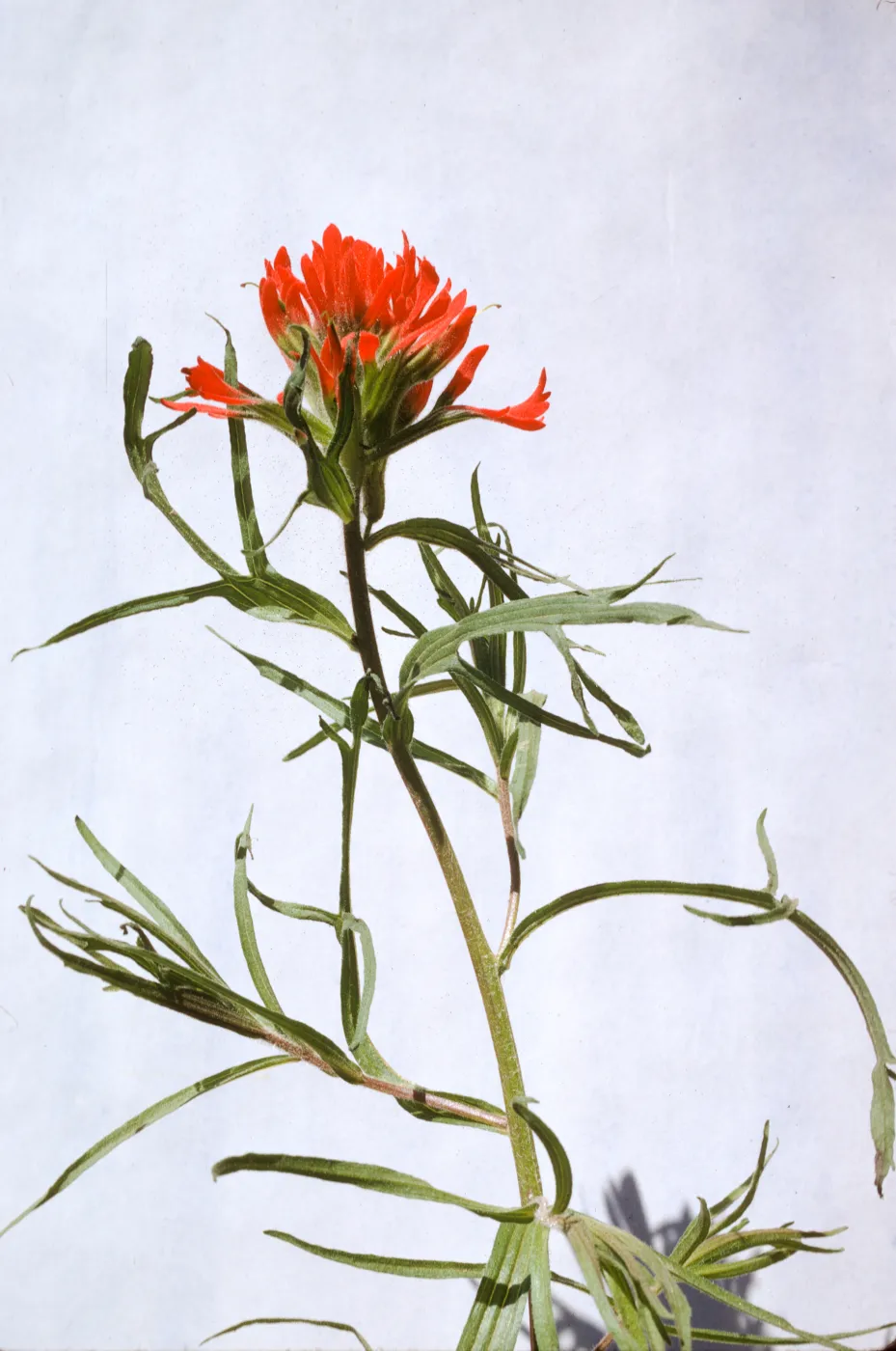 Castilleja affinis