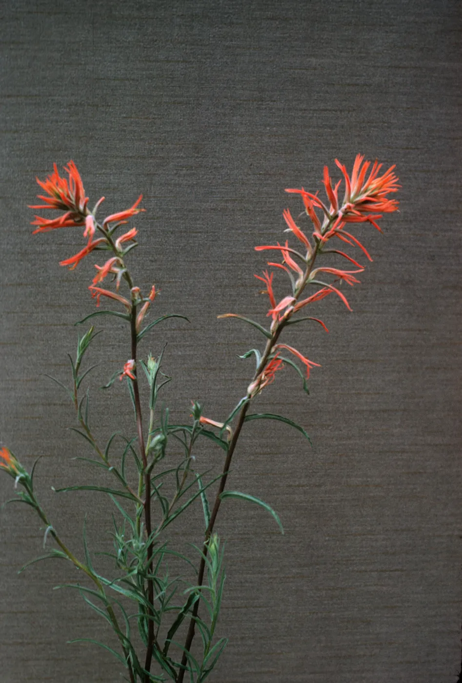 Castilleja jepsonii 