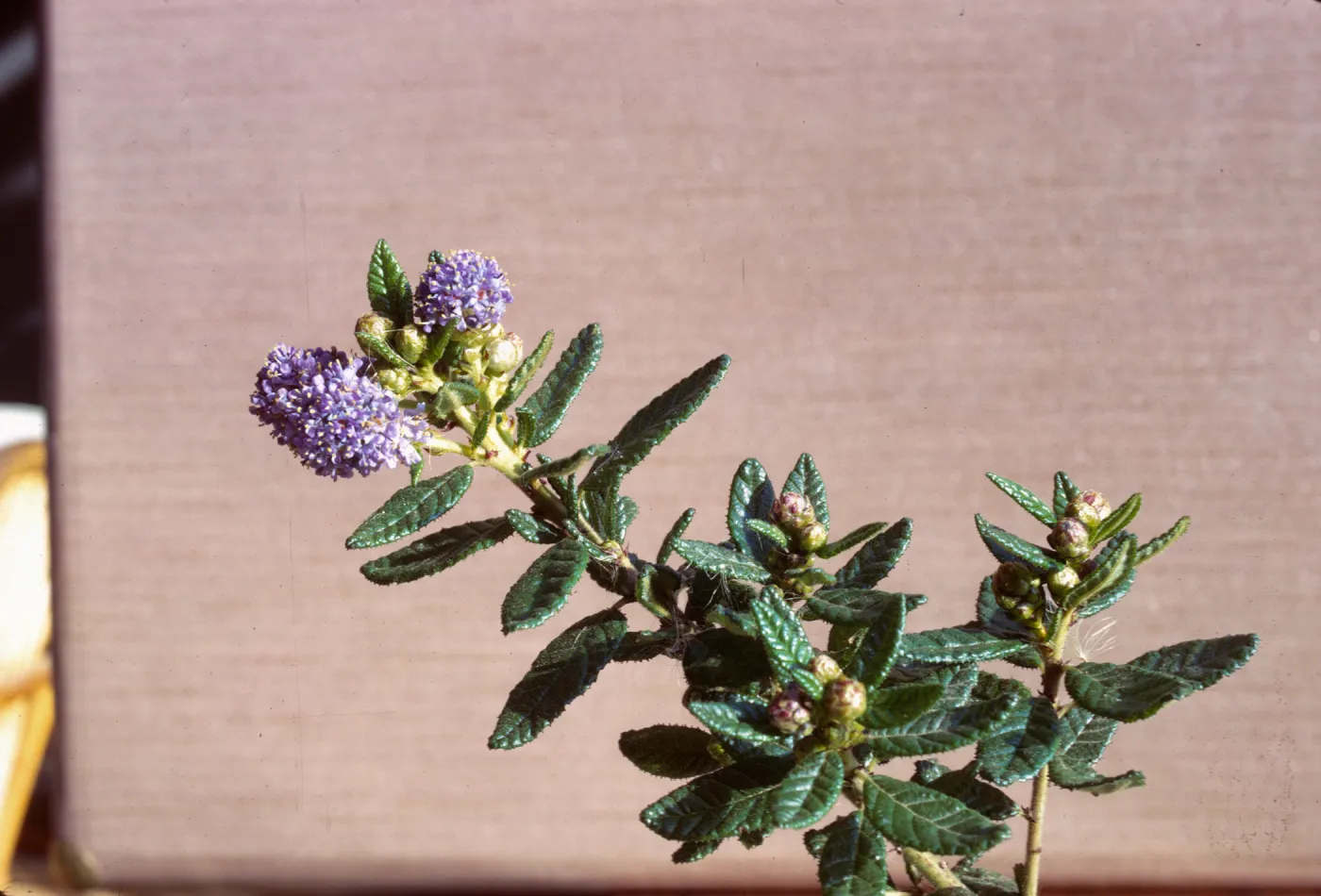 ceanothus 'blue Horizons'