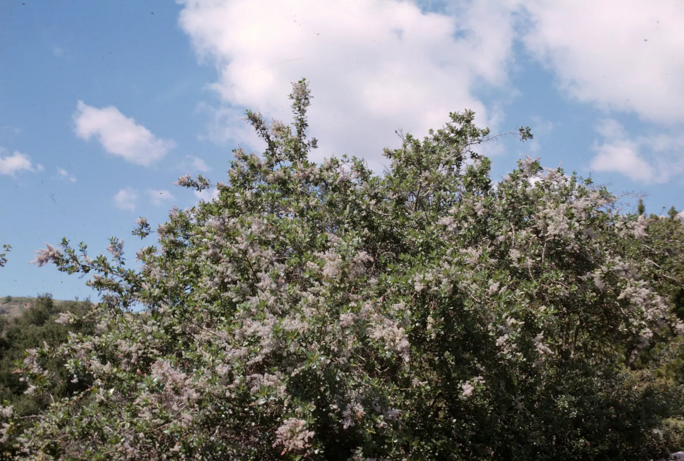 Ceanothus (California Lilac)