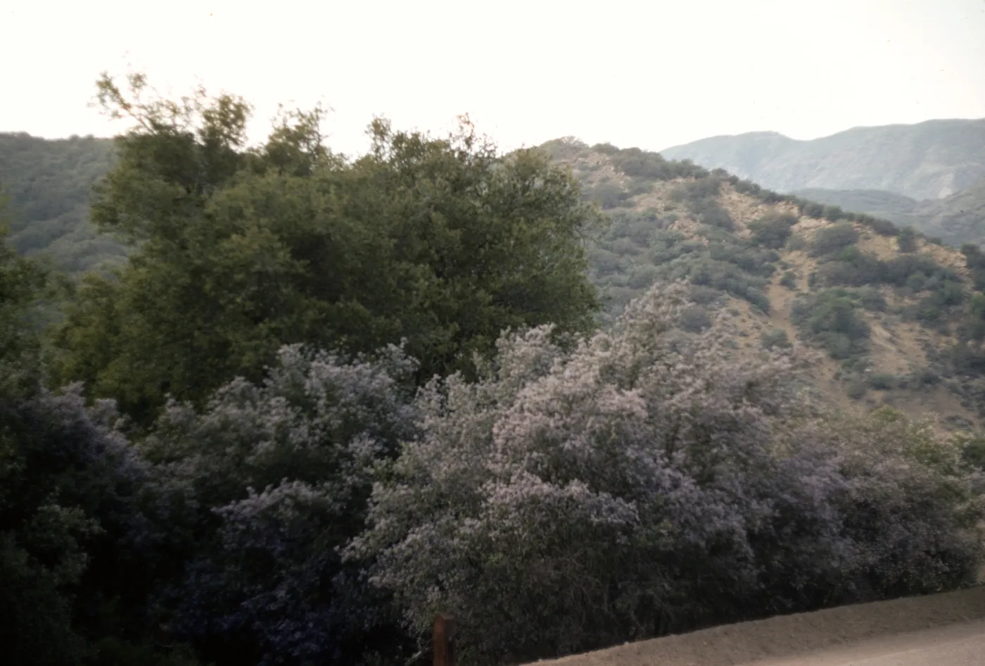 Ceanothus (California Lilac) , Wheeler Gorge