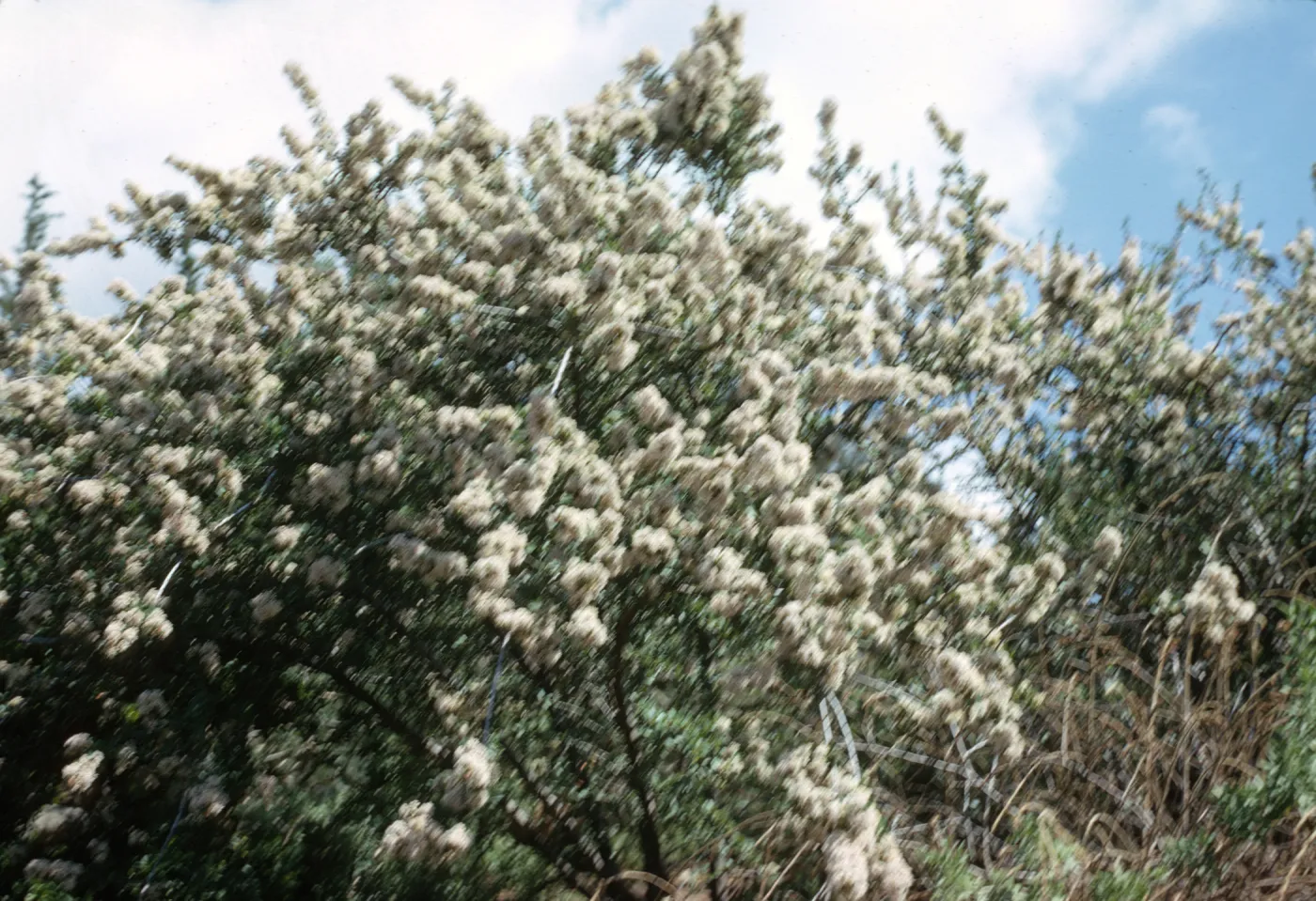 Ceanothus megacarpus
