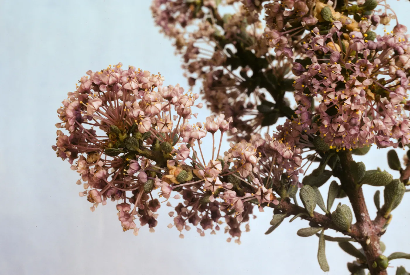 Ceanothus ramulosus var. fascicularis
