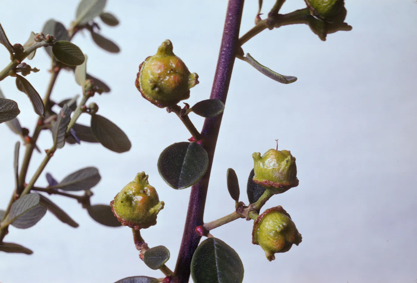 Ceanothus megacarpus fruits