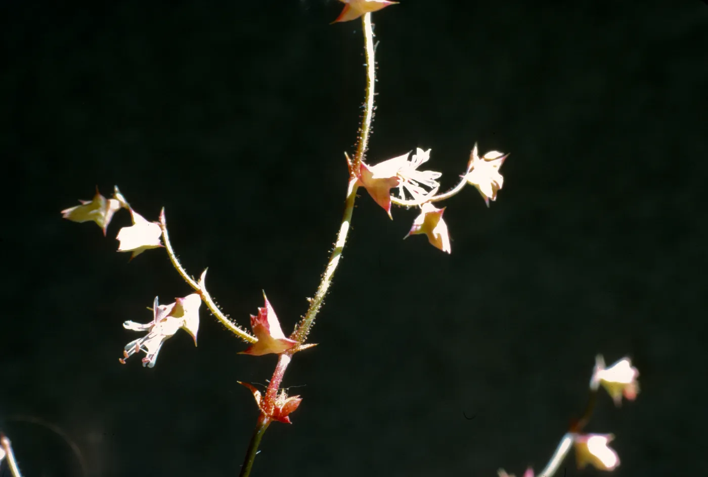 Chorizanthe thurberi 