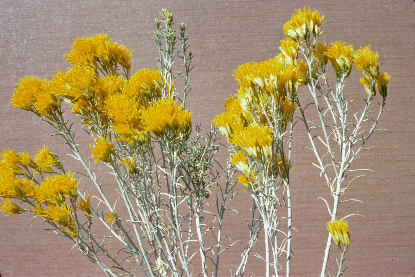 Chrysothamnus nauseosus ssp. hololeucus 