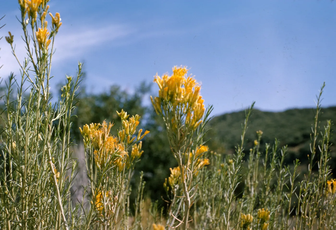Chrysothamnus nauseosus ssp. mohavensis