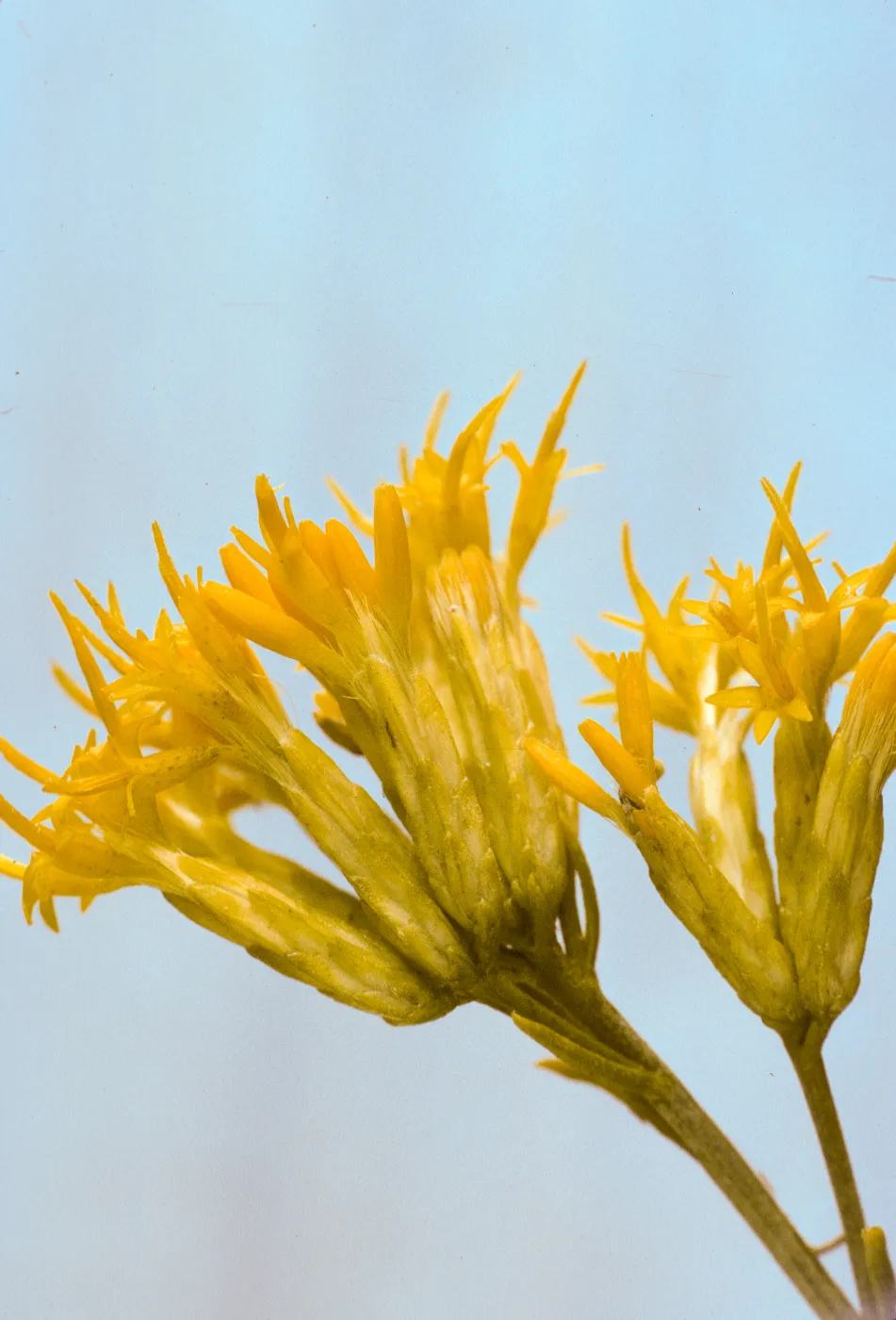 Chrysothamnus nauseosus ssp. mohavensis