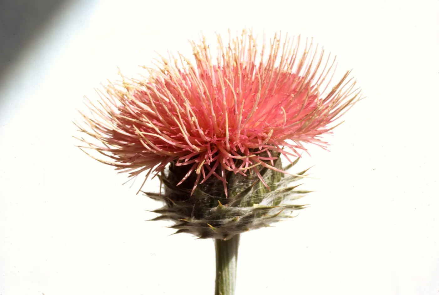 Cirsium californicum