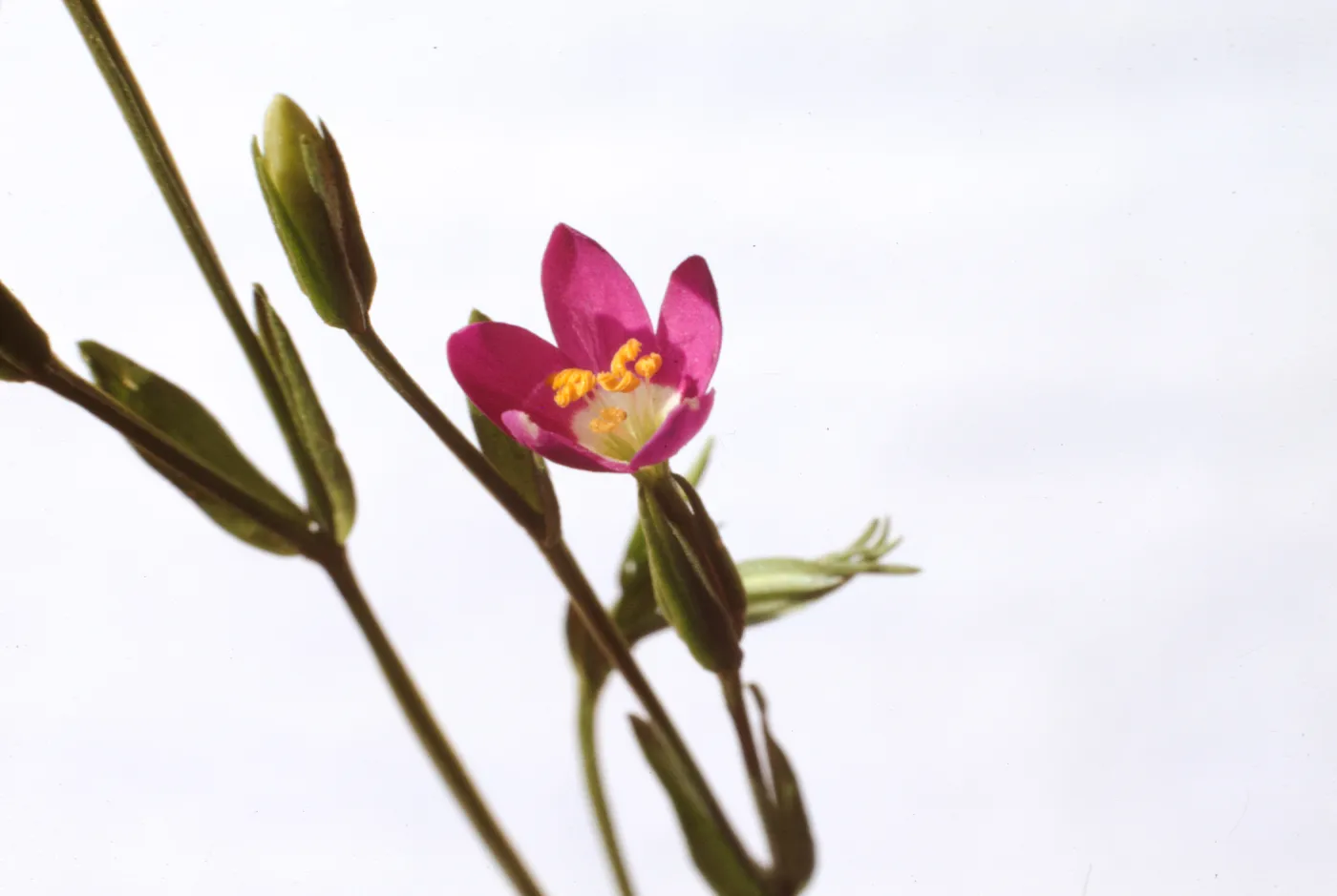 Centaurium davyi 