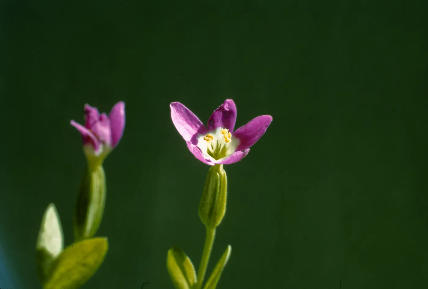 Centaurium davyi 