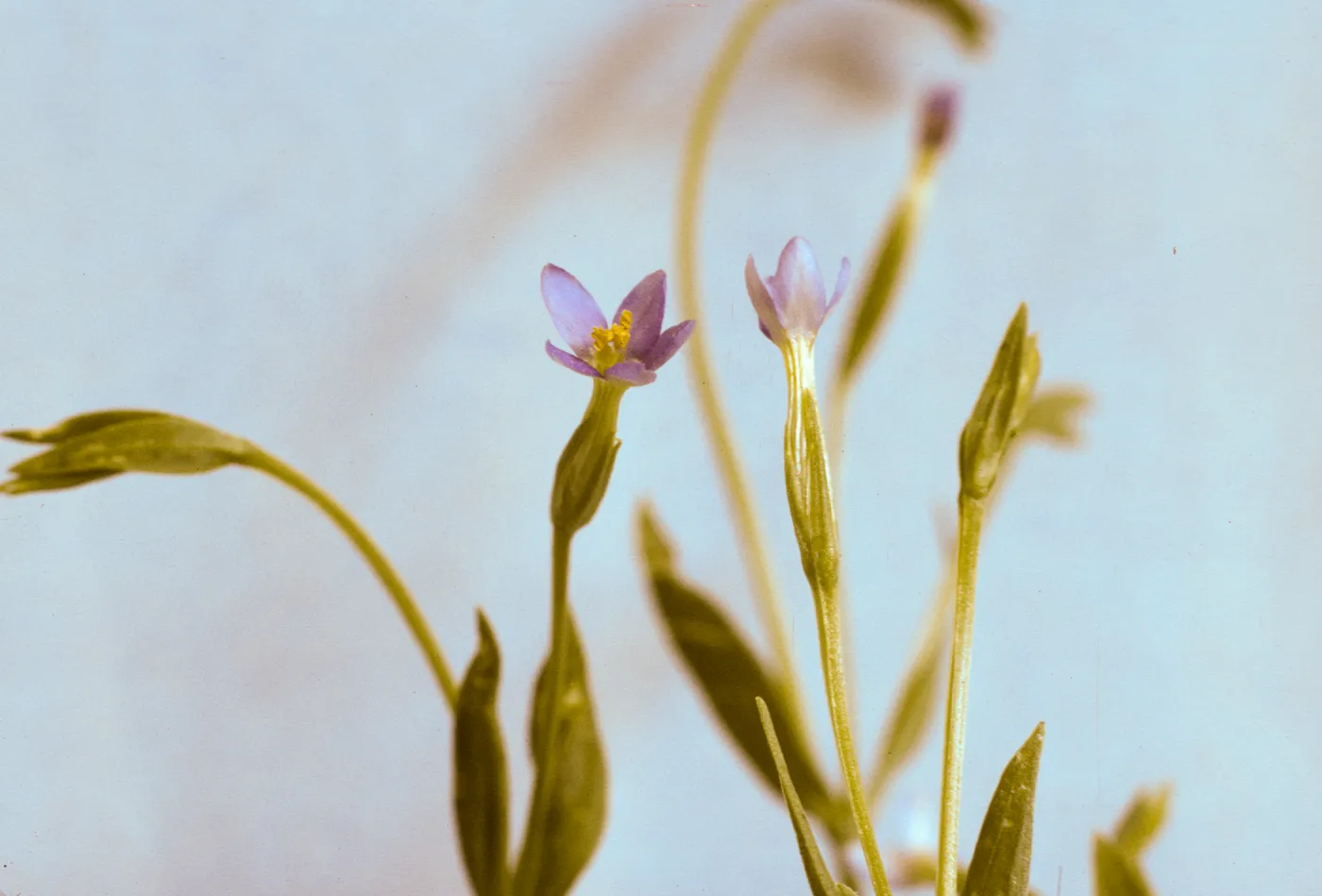 Centaurium exaltatum