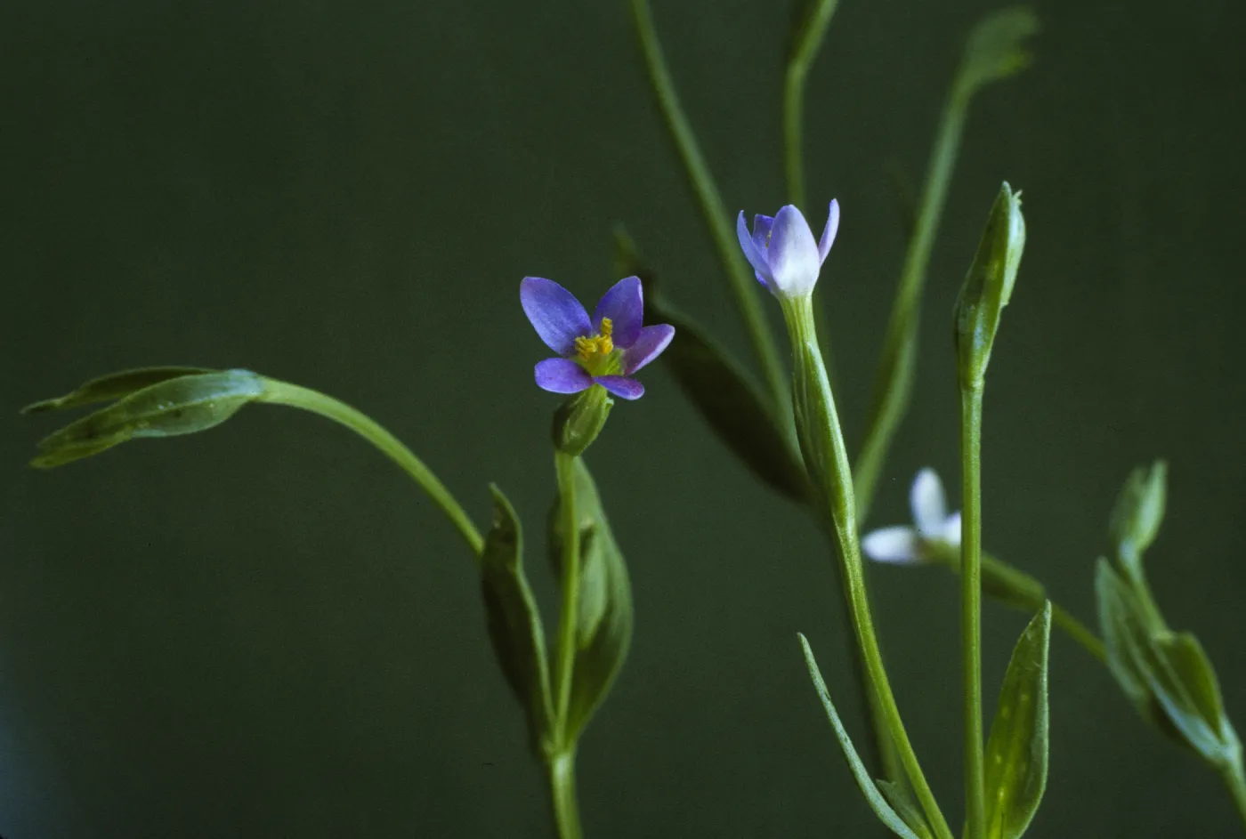 Centaurium exaltatum