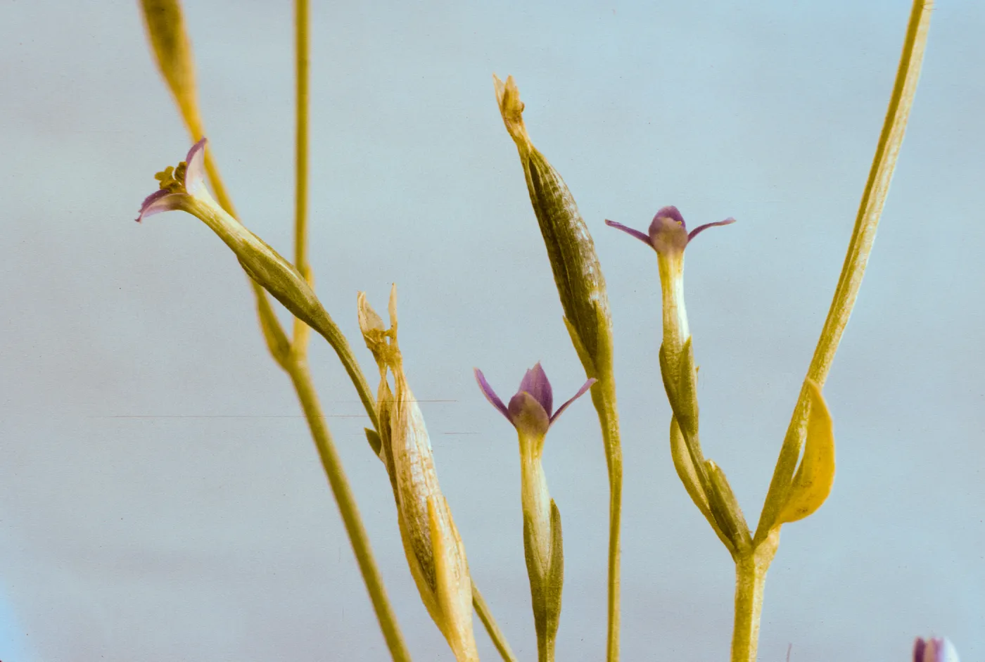 Centaurium exaltatum