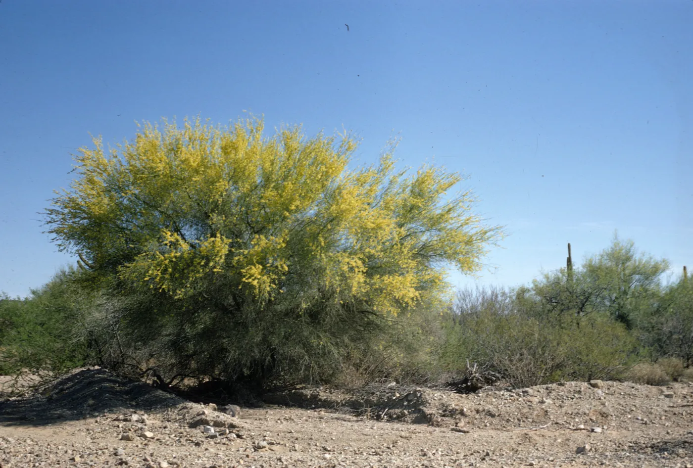 Cercidium floridum