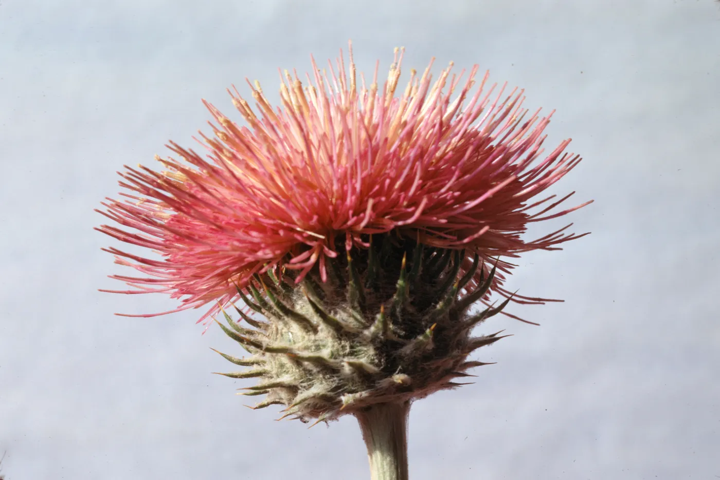 Cirsium californicum 