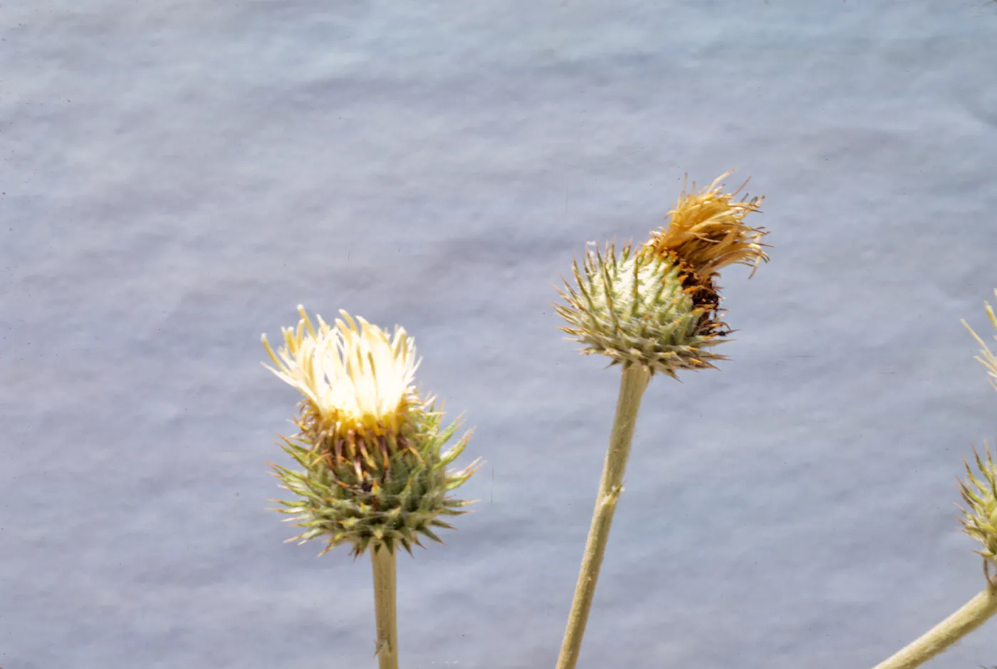 Cirsium californicum