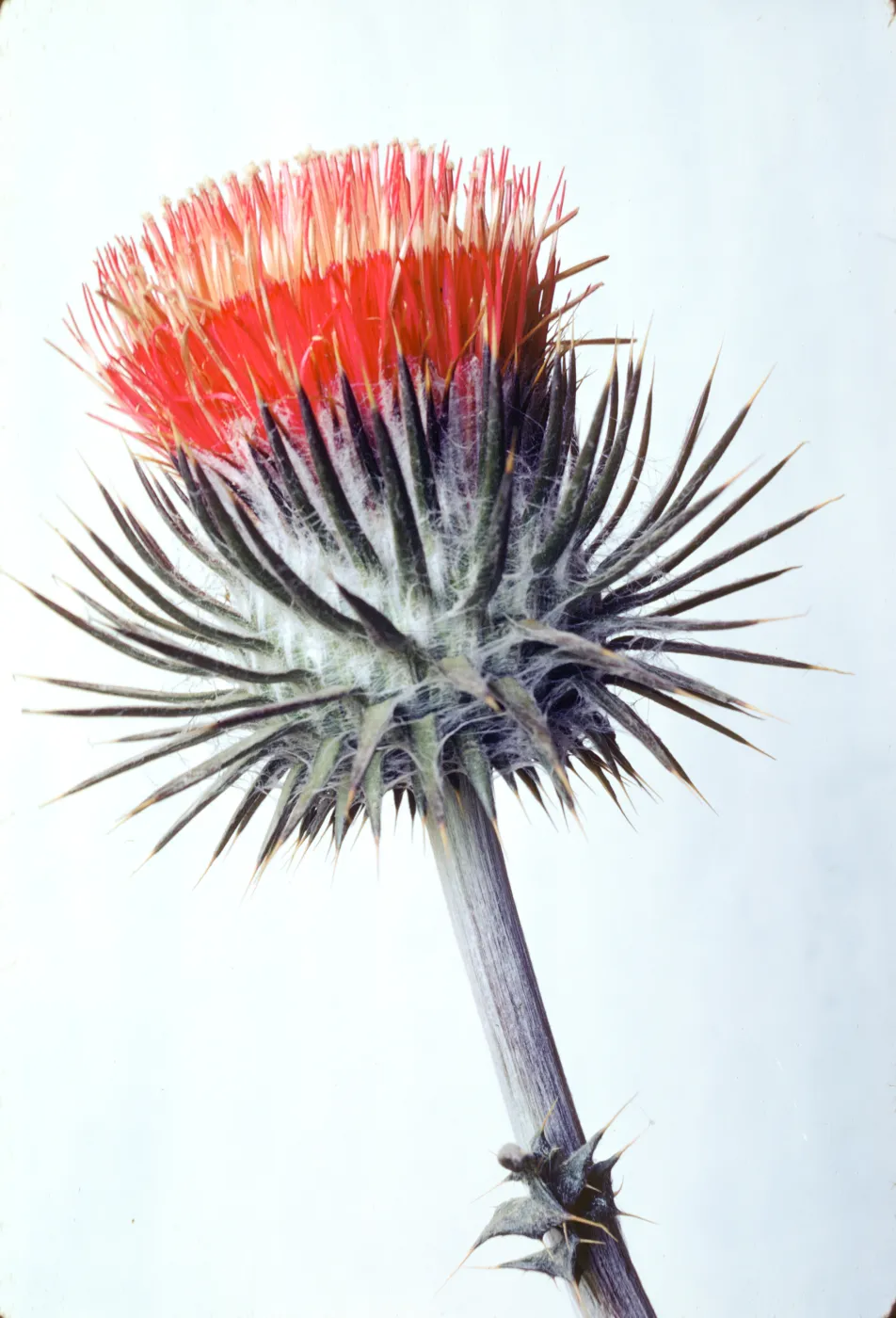 Cirsium proteanum