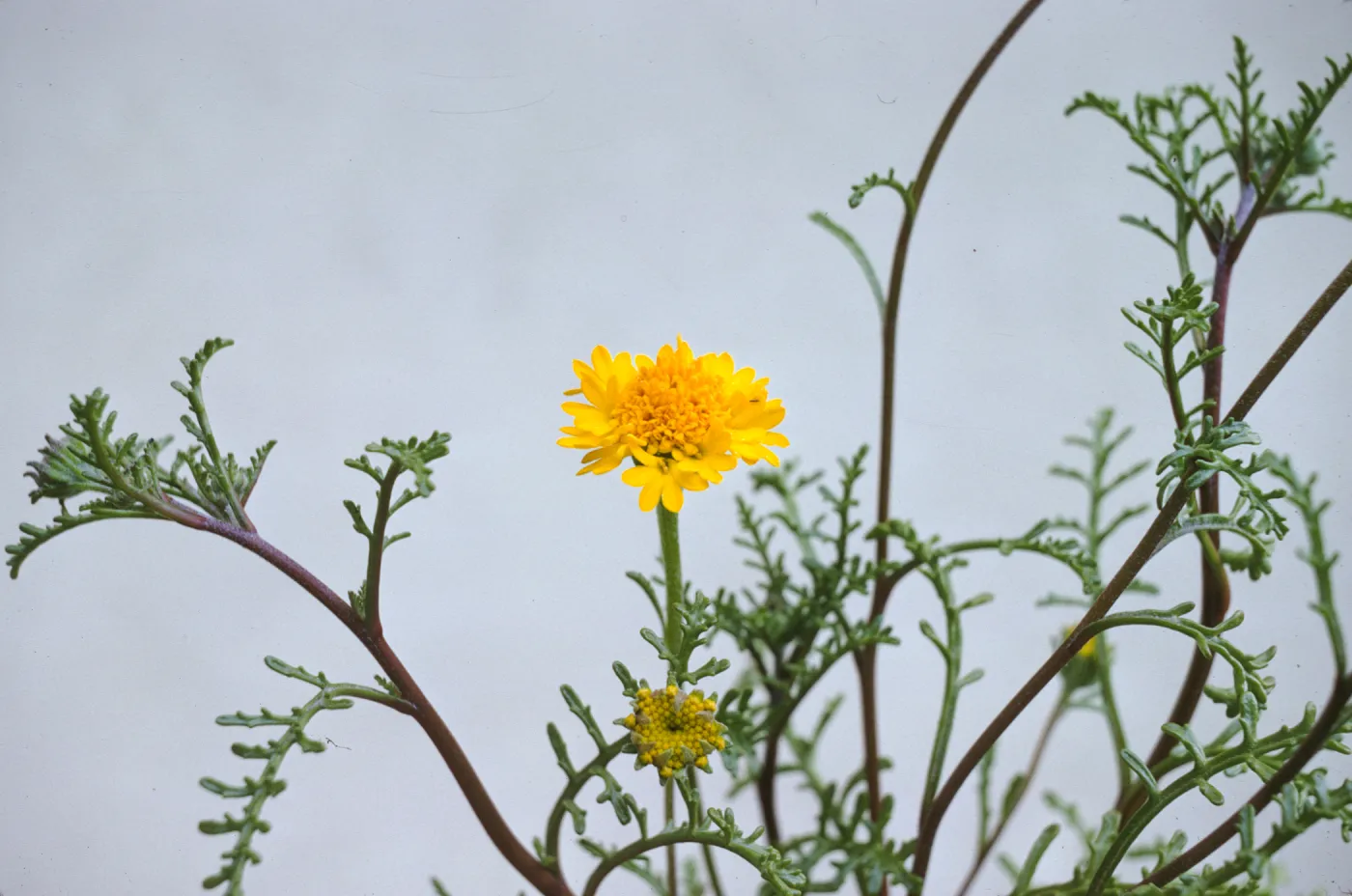Chaenactis glabriuscula var. curta