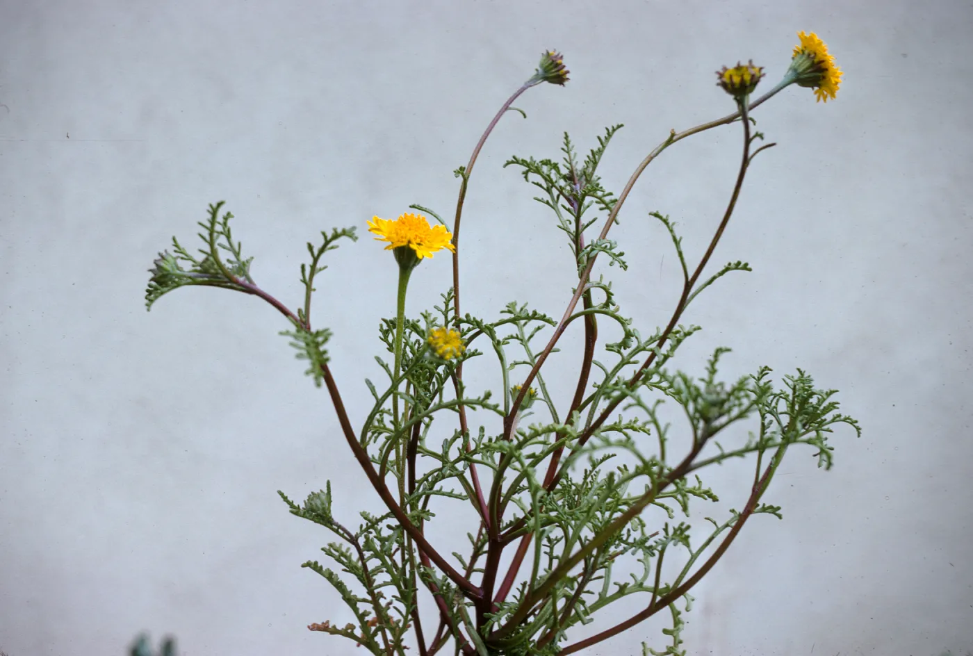 Chaenactis glabriuscula var. curta 
