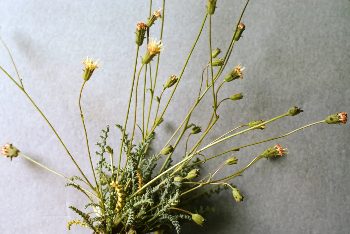 Chaenactis santolinoides
