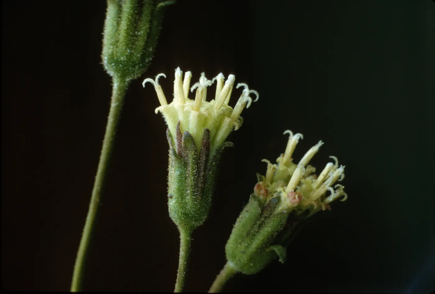 Chaenactis santolinoides